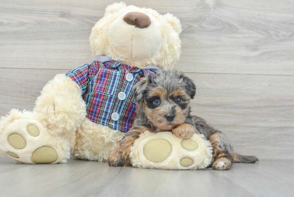 Popular Maltipoo Poodle Mix Pup
