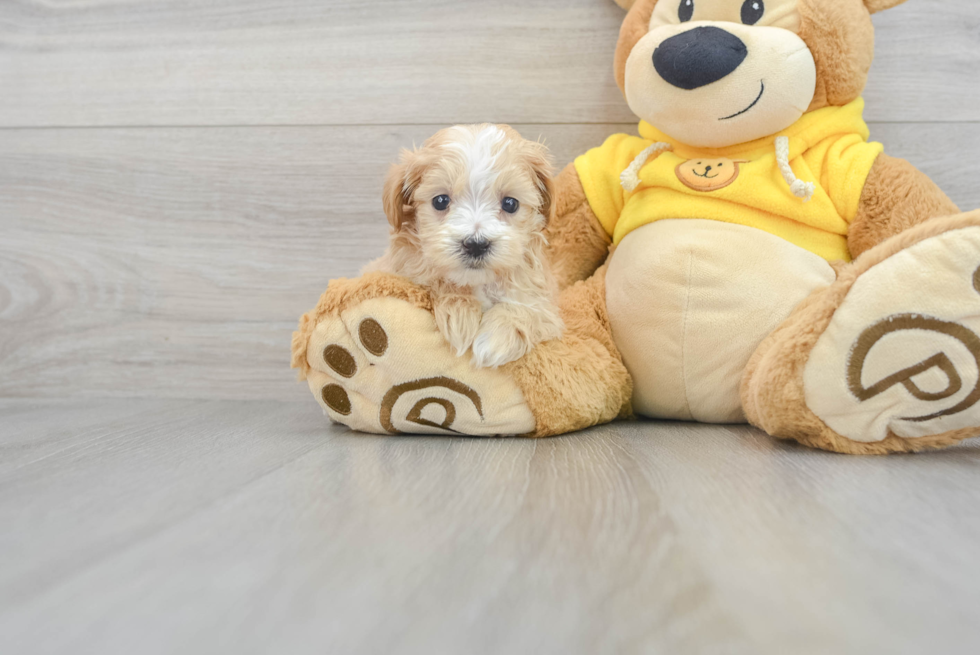 Friendly Maltipoo Baby