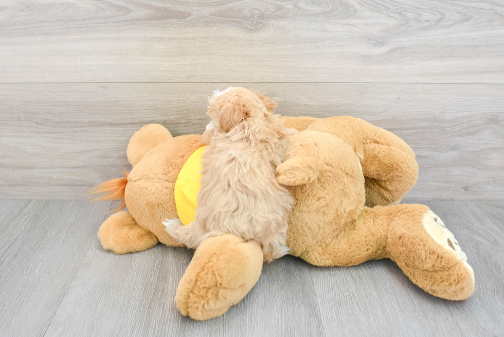 Adorable Maltese Poodle Poodle Mix Puppy