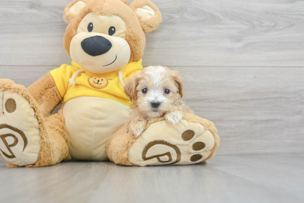 Funny Maltipoo Poodle Mix Pup