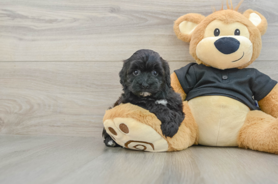 Maltipoo Pup Being Cute