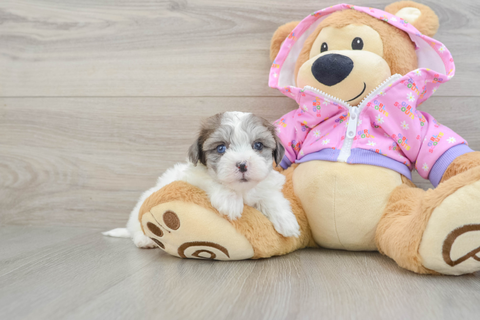 Happy Maltipoo Baby
