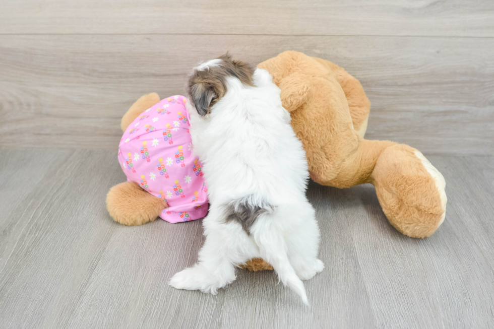 Maltipoo Pup Being Cute