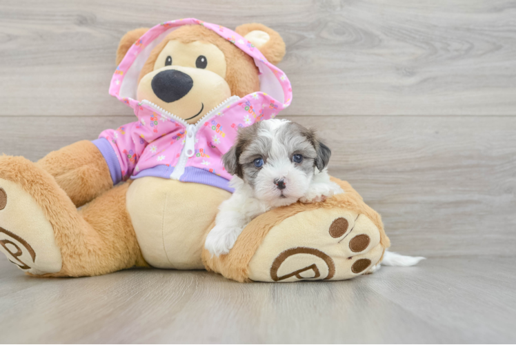 Petite Maltipoo Poodle Mix Pup