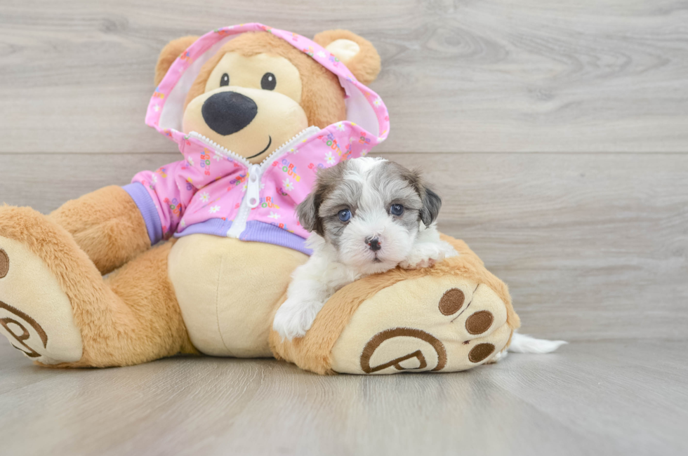 5 week old Maltipoo Puppy For Sale - Premier Pups