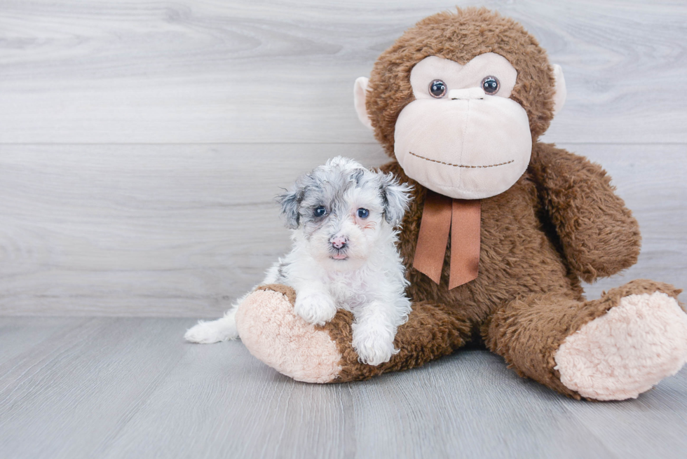 Fluffy Maltipoo Poodle Mix Pup