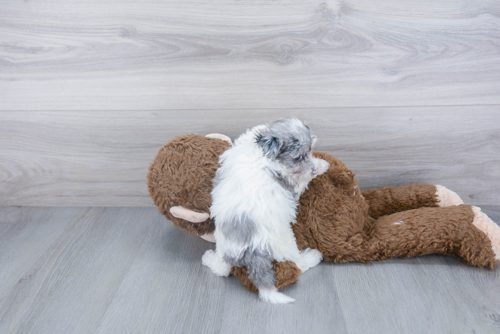 Hypoallergenic Maltese Poodle Poodle Mix Puppy