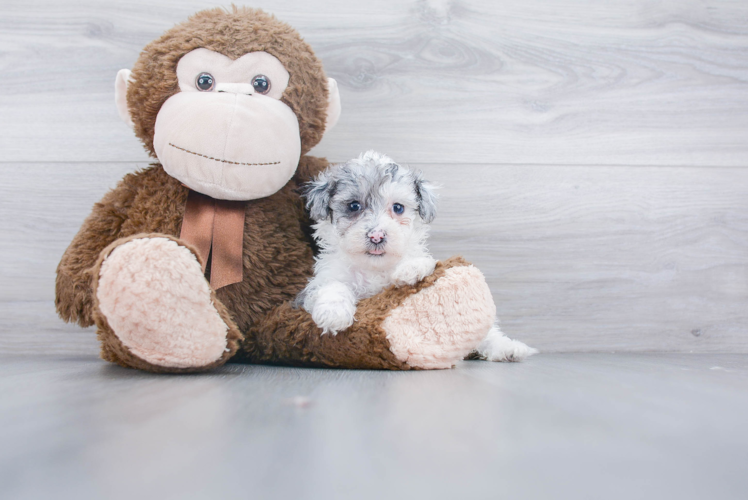 Funny Maltipoo Poodle Mix Pup