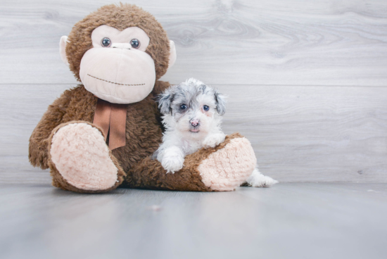 Funny Maltipoo Poodle Mix Pup