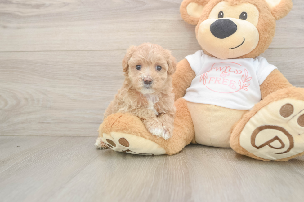 Maltipoo Puppy for Adoption