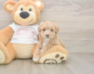 7 week old Maltipoo Puppy For Sale - Premier Pups
