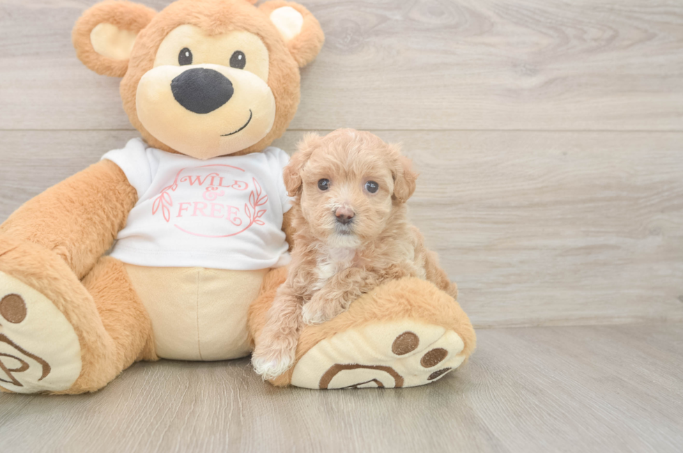 5 week old Maltipoo Puppy For Sale - Premier Pups