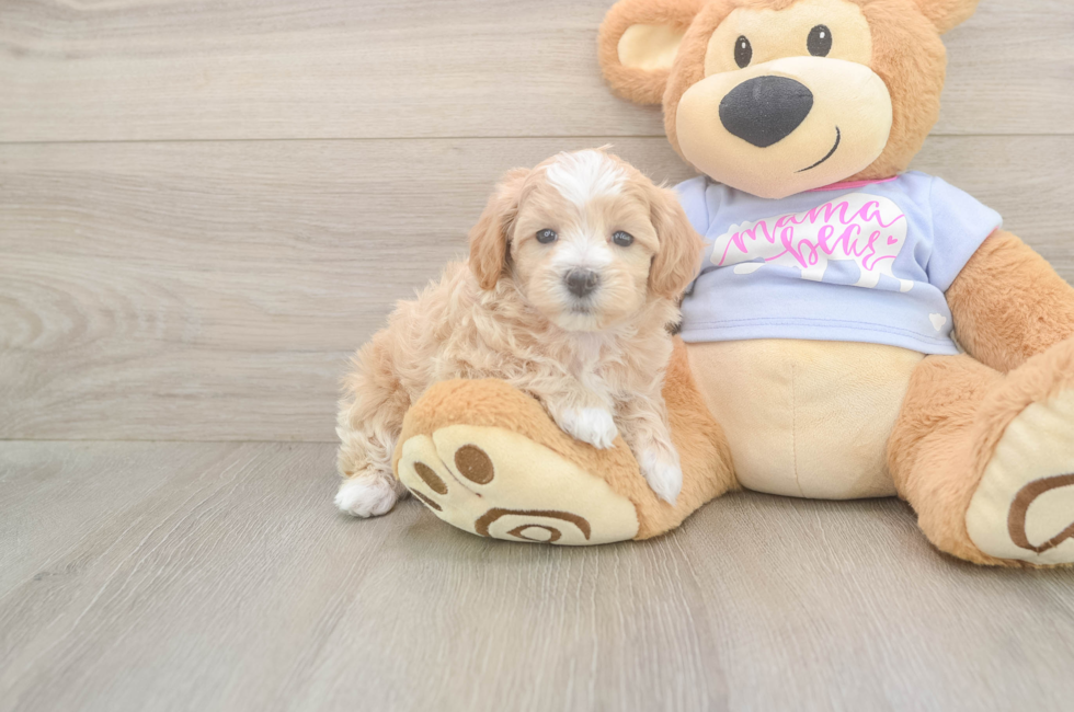 5 week old Maltipoo Puppy For Sale - Premier Pups