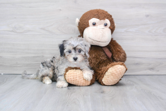 Maltipoo Pup Being Cute