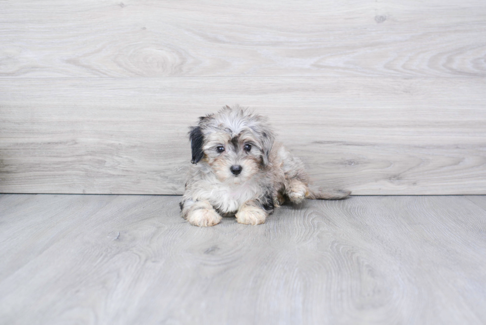 Smart Maltipoo Poodle Mix Pup