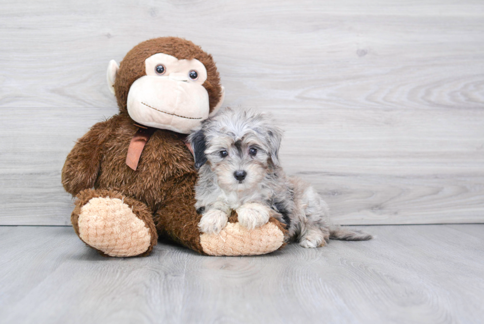 Best Maltipoo Baby