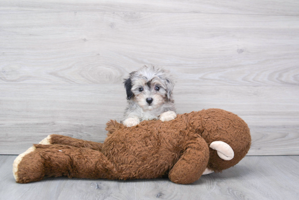 Best Maltipoo Baby