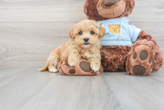 Maltipoo Puppy for Adoption