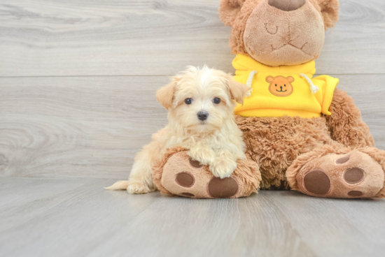 Energetic Maltese Poodle Poodle Mix Puppy