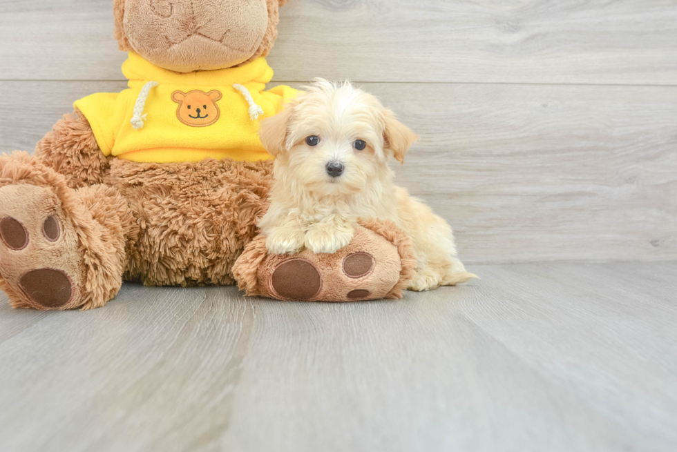 Fluffy Maltipoo Poodle Mix Pup