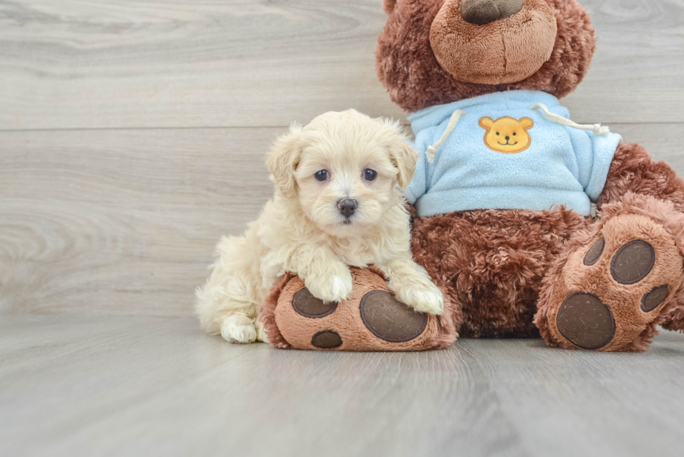 Maltipoo Puppy for Adoption