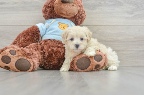 Energetic Maltepoo Poodle Mix Puppy