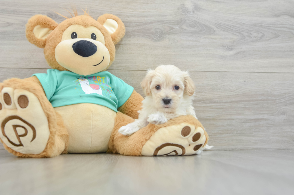 5 week old Maltipoo Puppy For Sale - Premier Pups