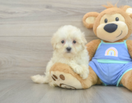 8 week old Maltipoo Puppy For Sale - Premier Pups