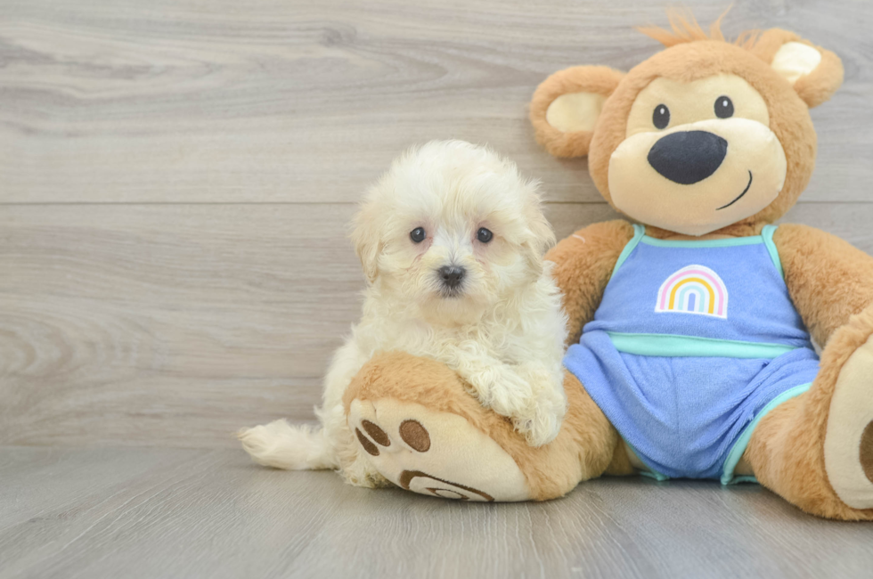 7 week old Maltipoo Puppy For Sale - Premier Pups