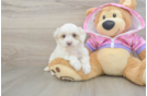 Maltipoo Puppy for Adoption