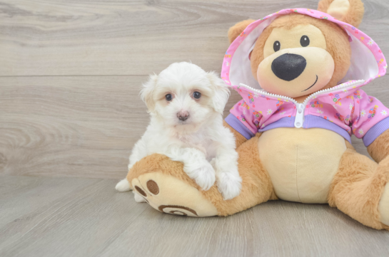 Maltipoo Puppy for Adoption