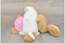 Maltipoo Pup Being Cute