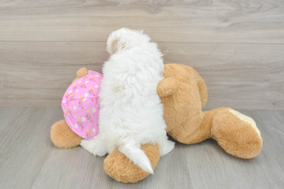 Maltipoo Pup Being Cute