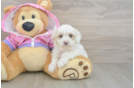 Fluffy Maltipoo Poodle Mix Pup