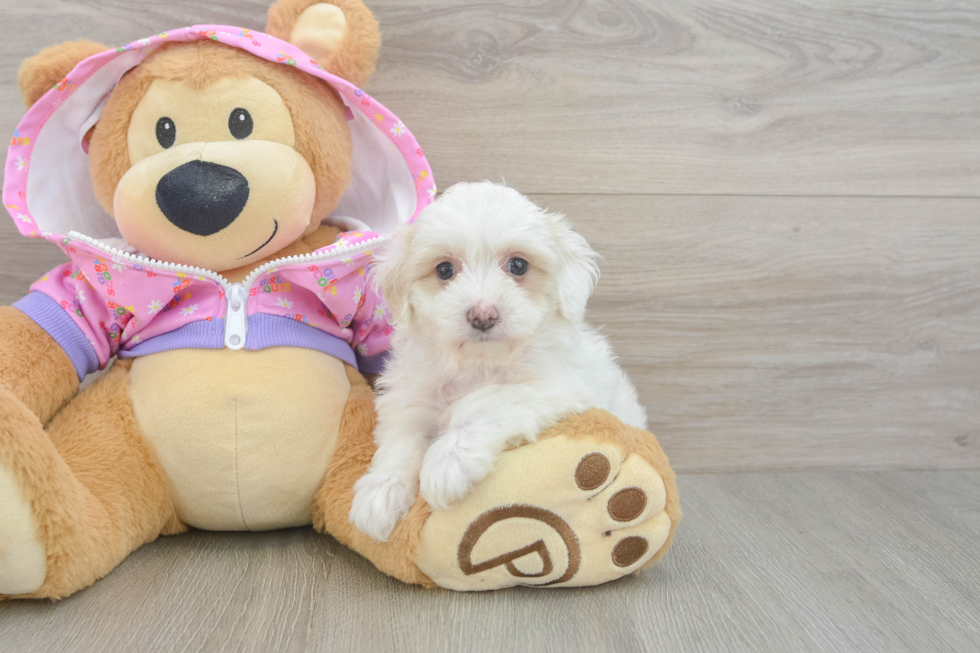 Fluffy Maltipoo Poodle Mix Pup