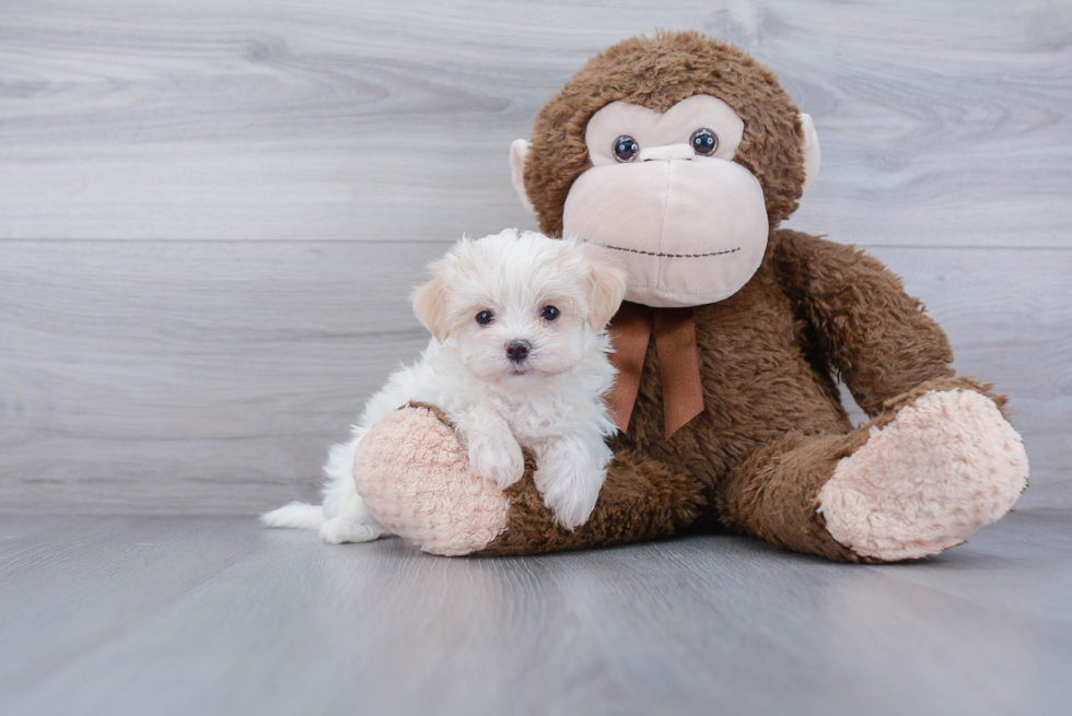 Playful Maltese Poodle Poodle Mix Puppy