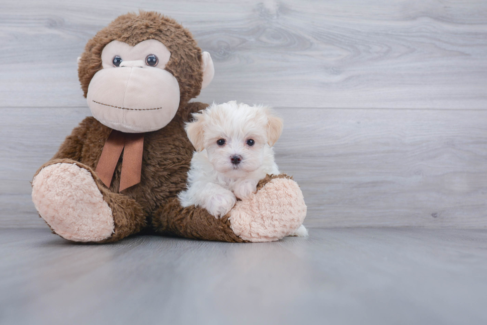 Playful Maltepoo Poodle Mix Puppy