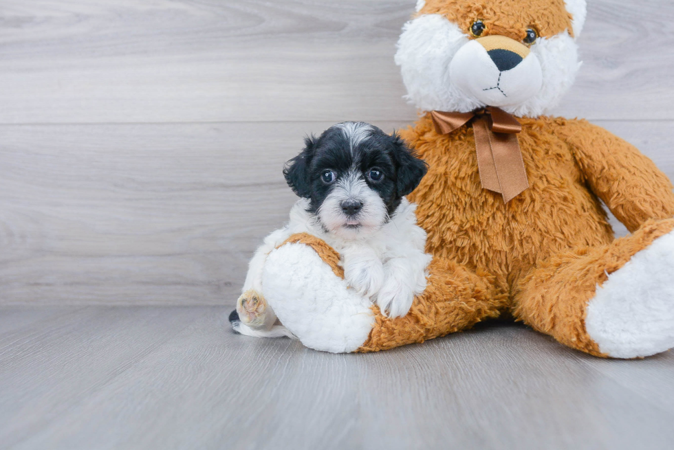 Maltipoo Puppy for Adoption