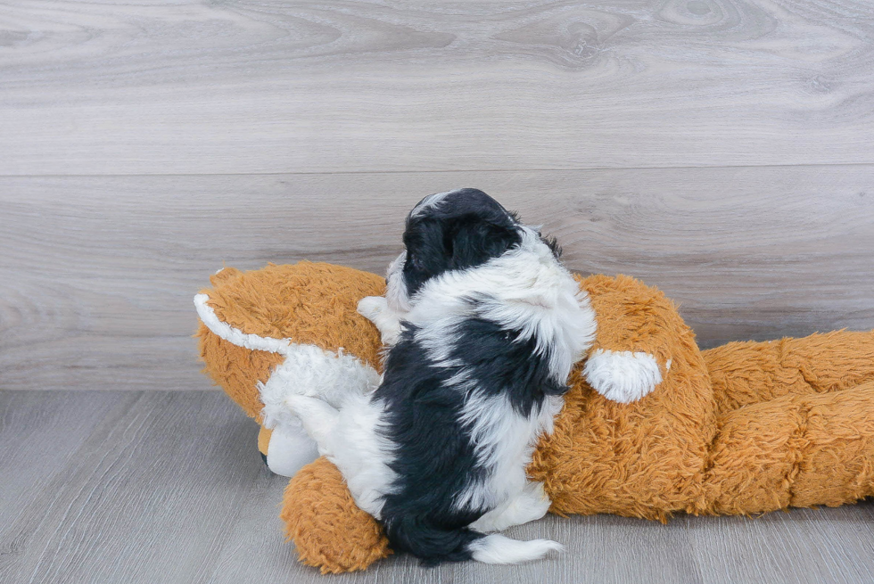 Small Maltipoo Baby