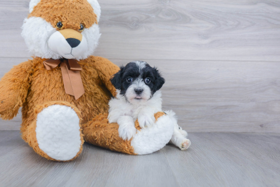 Maltipoo Pup Being Cute