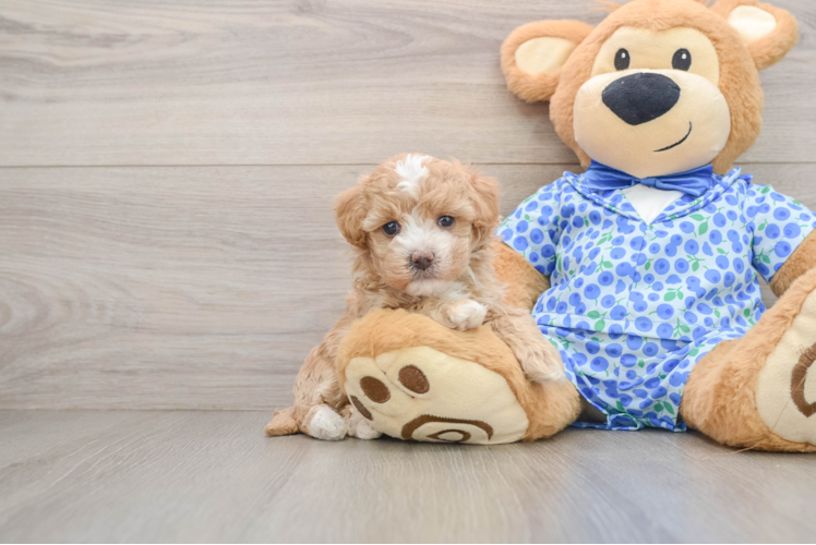Hypoallergenic Maltepoo Poodle Mix Puppy