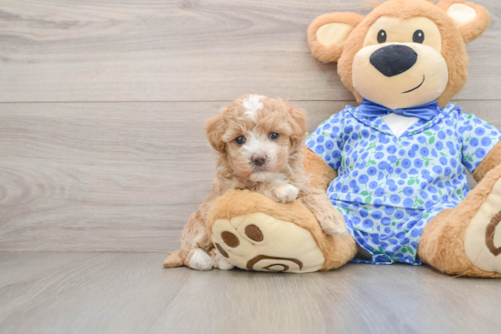 Hypoallergenic Maltepoo Poodle Mix Puppy