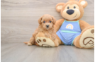 Friendly Maltipoo Baby