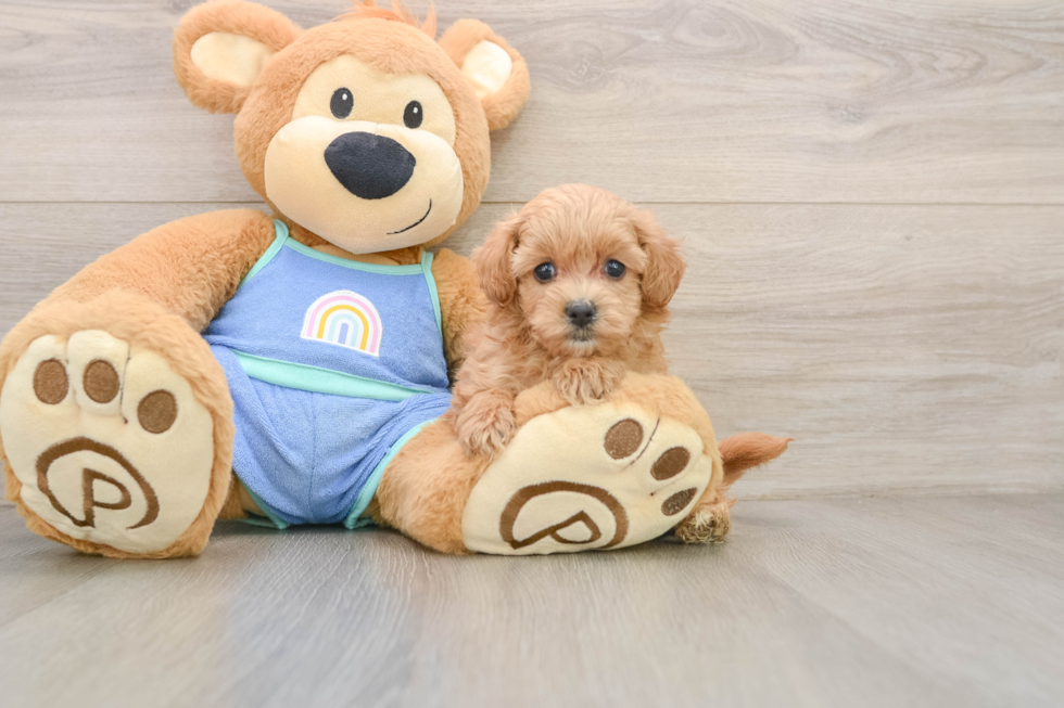 Maltipoo Puppy for Adoption