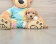 7 week old Maltipoo Puppy For Sale - Premier Pups