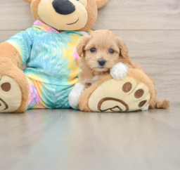 6 week old Maltipoo Puppy For Sale - Premier Pups