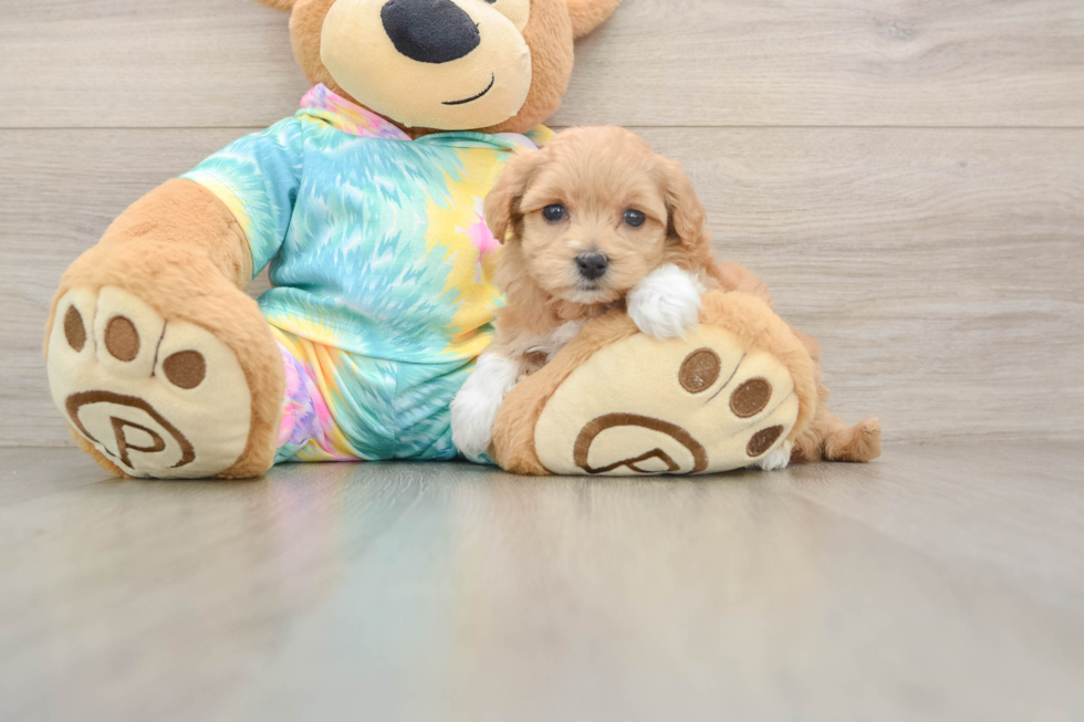 Maltipoo Puppy for Adoption