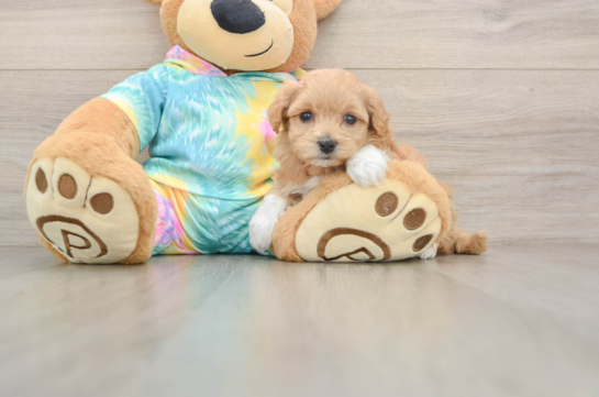 Maltipoo Puppy for Adoption