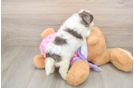 Maltipoo Pup Being Cute