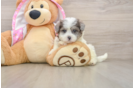 Adorable Moodle Poodle Mix Puppy